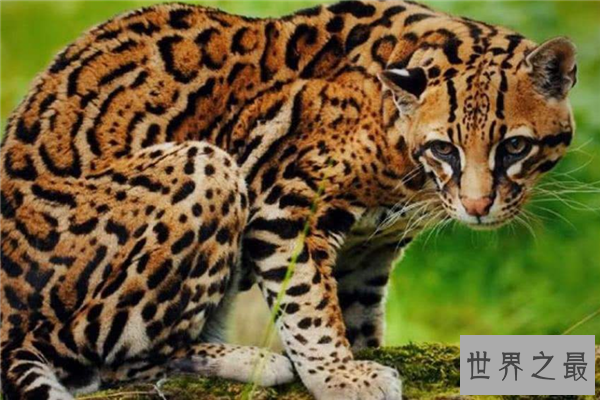 中型猫科动物实力排名