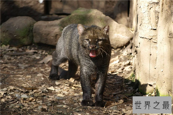 中型猫科动物实力排名