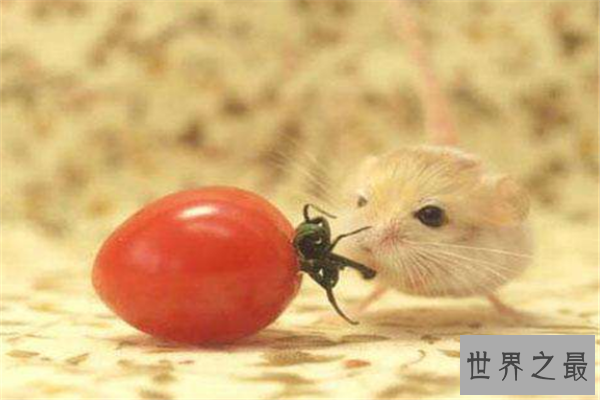 世界上最小的生物排名