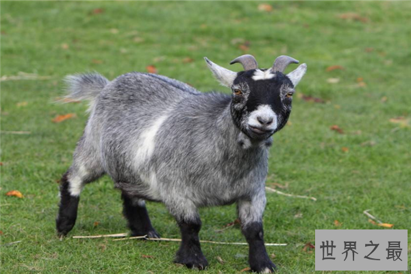 世界上最小的生物排名