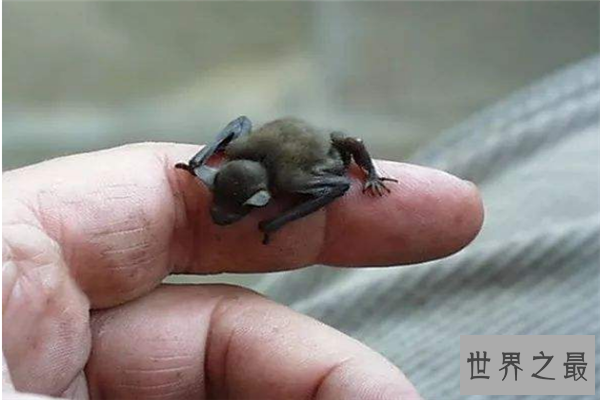 世界上最小的生物排名