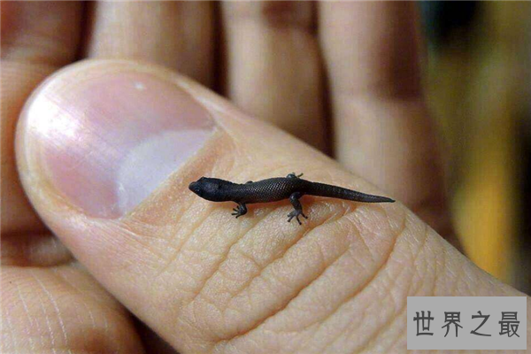 世界上最小的生物排名