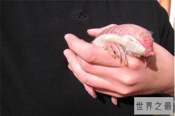 世界上最小的生物排名