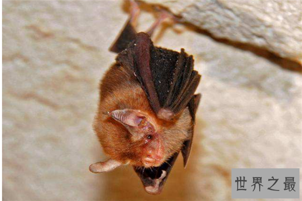 世界上最小的生物排名