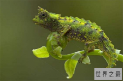 世界上最小的生物排名 微米变色龙没有一个手指大