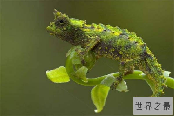 世界上最小的生物排名