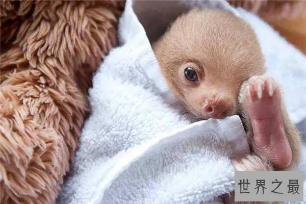 世界上最小的生物排名