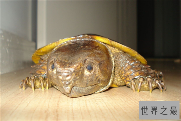 世界上最小的生物排名