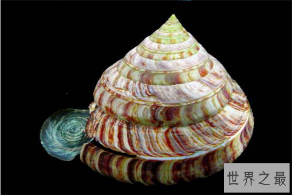 世界上最漂亮的十种贝类