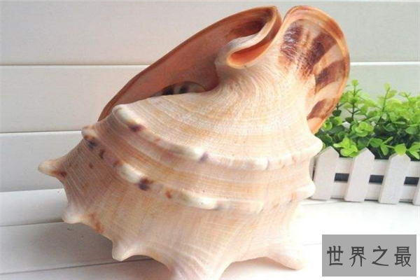 世界上最漂亮的十种贝类