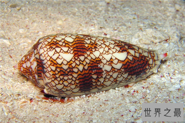 世界上最漂亮的十种贝类
