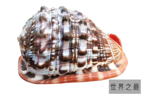 世界上最漂亮的十种贝类