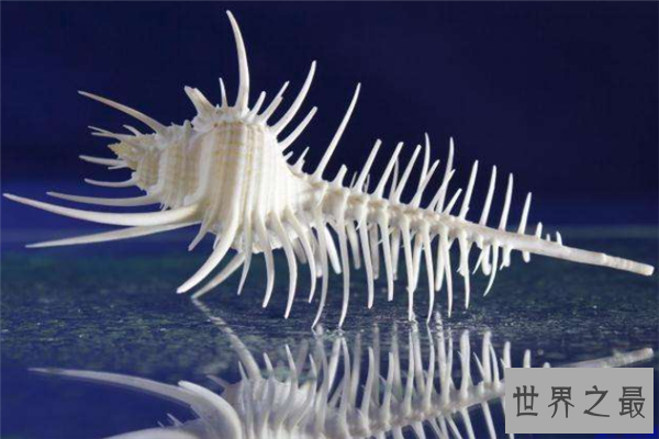 世界上最漂亮的十种贝类