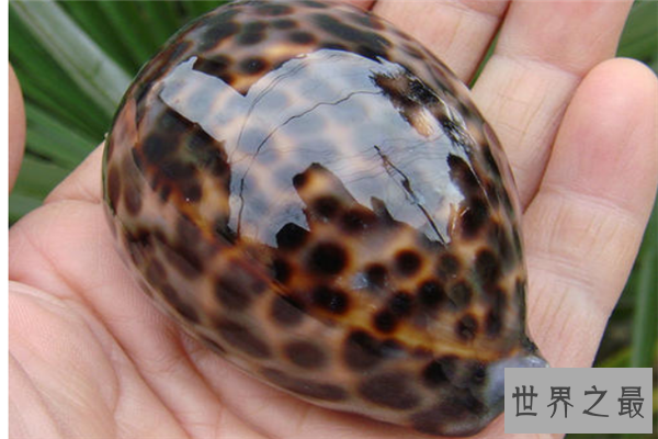 世界上最漂亮的十种贝类