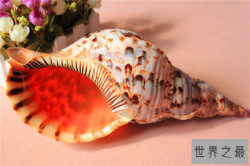 世界上最漂亮的十种贝类 世界上有哪些漂亮的贝壳