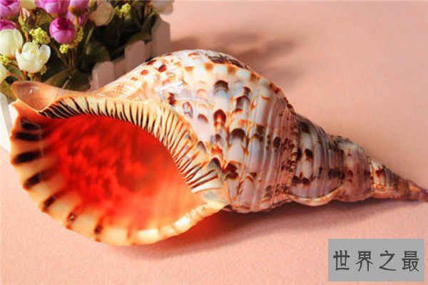 世界上最漂亮的十种贝类