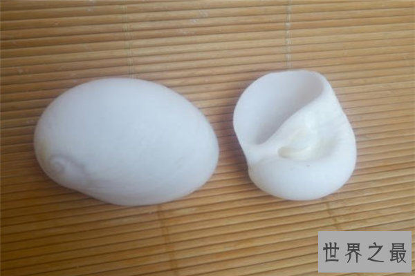 世界上最漂亮的十种贝类