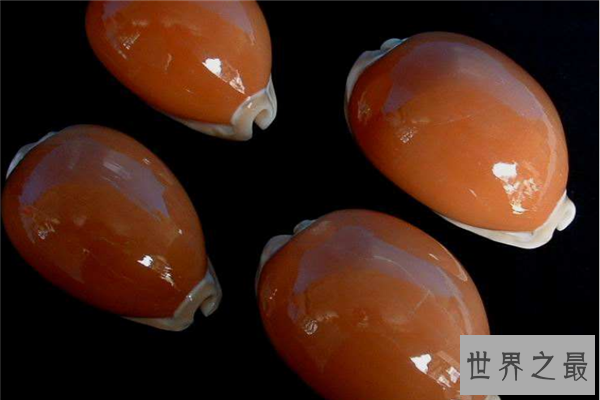 世界上最漂亮的十种贝类