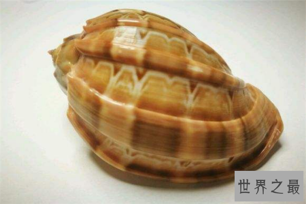 世界上最珍贵的贝类排行榜