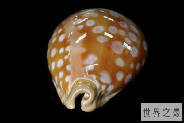世界上最珍贵的贝类排行榜