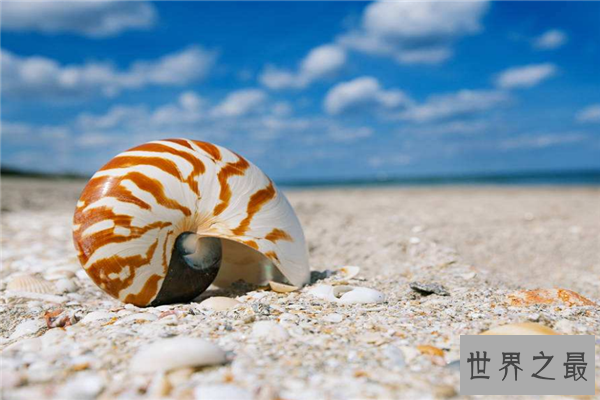 世界上最珍贵的贝类排行榜