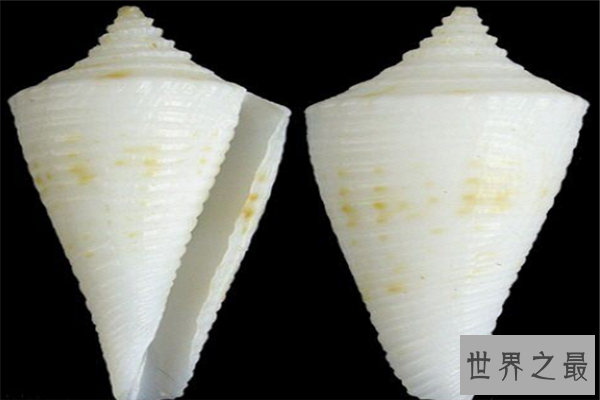 世界上最珍贵的贝类排行榜