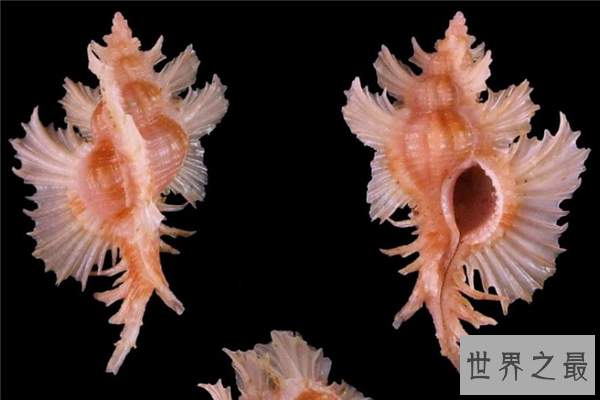 世界上最珍贵的贝类排行榜