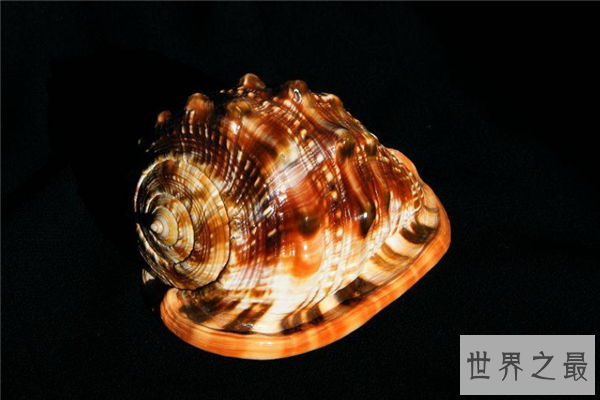 世界上最珍贵的贝类排行榜