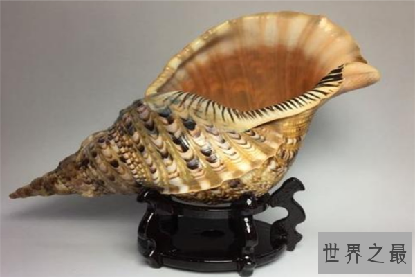 世界上最珍贵的贝类排行榜