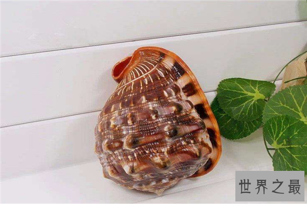 世界上最珍贵的贝类排行榜