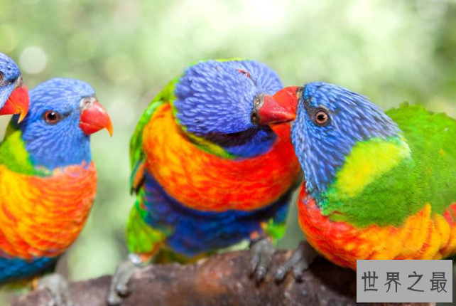 全球十大鹦鹉排行榜 红金刚鹦鹉最受欢迎，每一个颜值都超高
