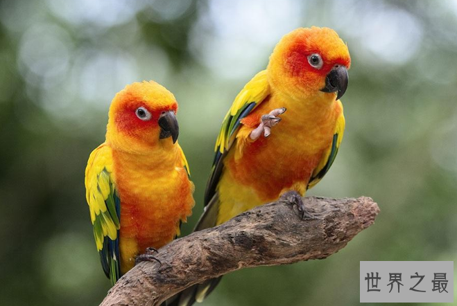 全球十大鹦鹉排行榜 红金刚鹦鹉最受欢迎，每一个颜值都超高