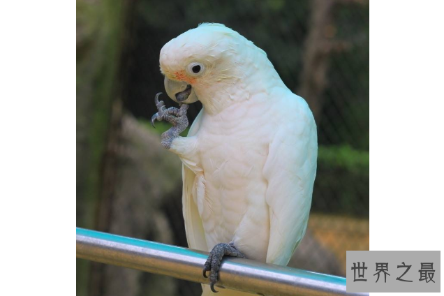 全球十大鹦鹉排行榜 红金刚鹦鹉最受欢迎，每一个颜值都超高