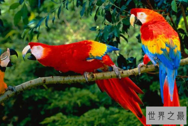 全球十大鹦鹉排行榜 红金刚鹦鹉最受欢迎，每一个颜值都超高