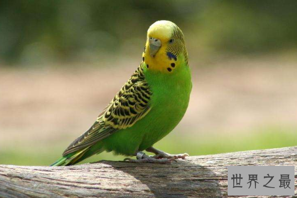 全球十大鹦鹉排行榜 红金刚鹦鹉最受欢迎，每一个颜值都超高