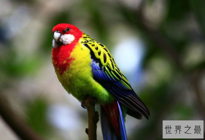 全球十大鹦鹉排行榜 红金刚鹦鹉最受欢迎，每一个颜值都超高