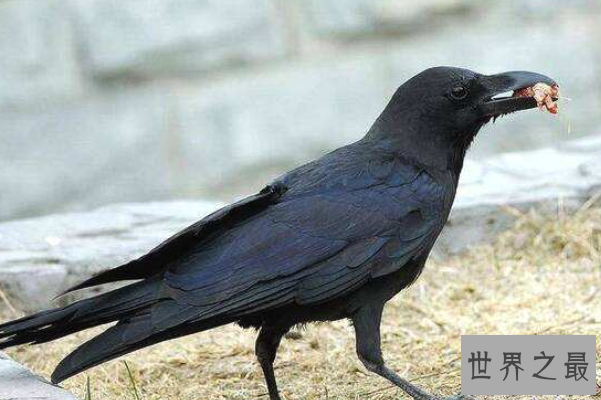 全球十大智商最高的动物排行榜