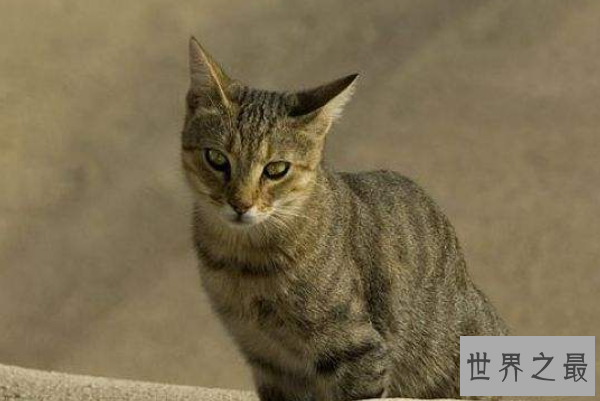 全球十大智商最高的动物排行榜