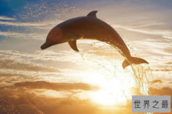 全球十大智商最高的动物排行榜：海豚、虎鲸上榜