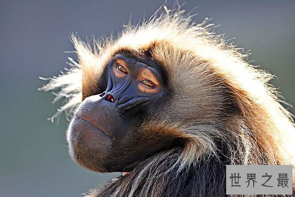 全球十大智商最高的动物排行榜