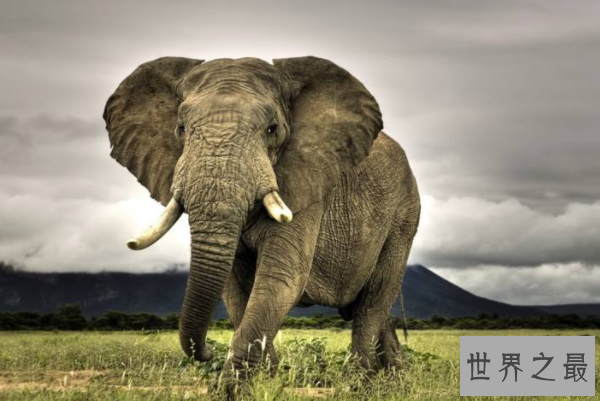 全球十大智商最高的动物排行榜