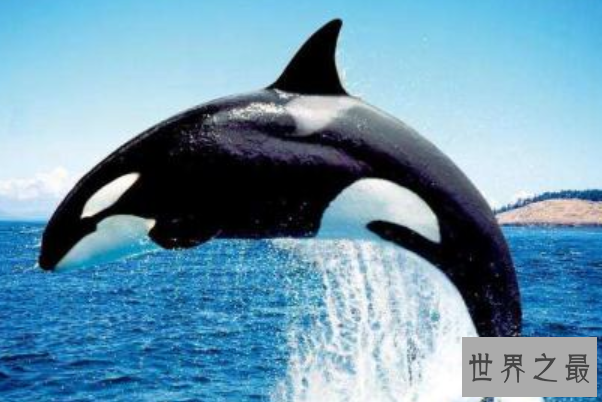 全球十大智商最高的动物排行榜