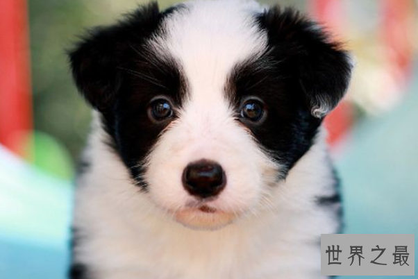 全球十大智商最高的动物排行榜