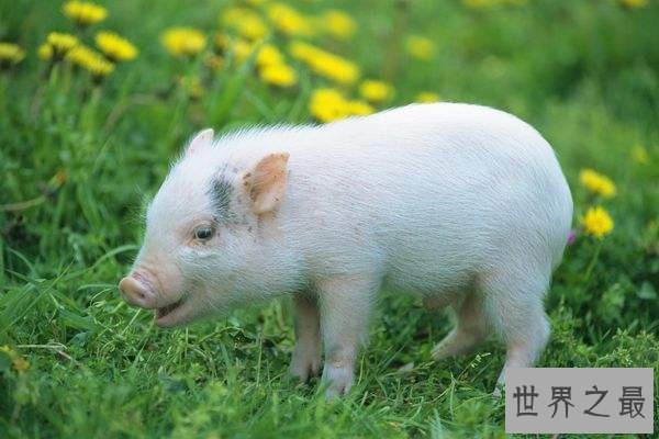 全球十大智商最高的动物排行榜