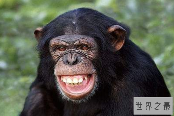 全球十大智商最高的动物排行榜