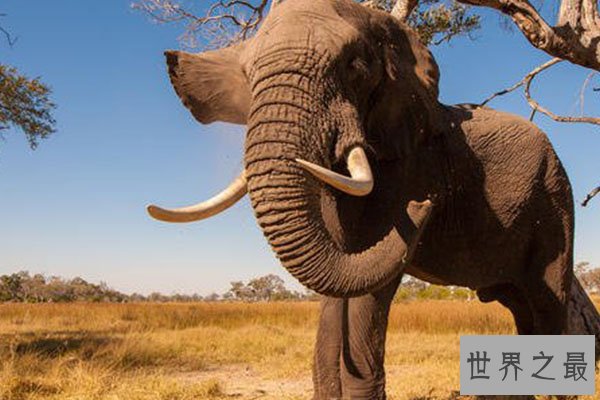 全球十大体型最高的动物排行榜