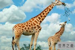 全球十大体型最高的动物排行榜：长颈鹿、非洲象上榜