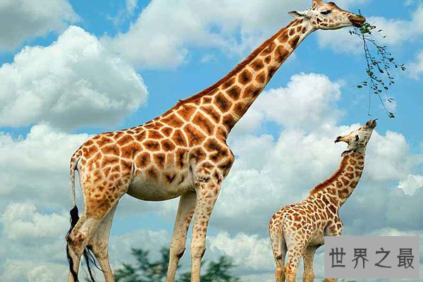 全球十大体型最高的动物排行榜