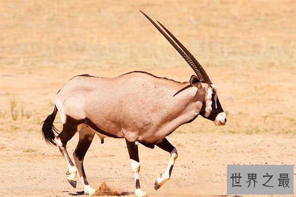 全球十大体型最高的动物排行榜