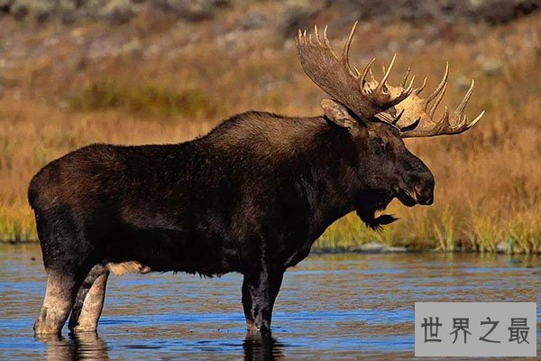 全球十大体型最高的动物排行榜